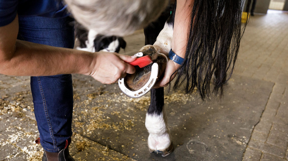 Mere end bare et arbejde: Melanie er opvokset med heste og nyder at omgås med dem – både på arbejdet og i fritiden.