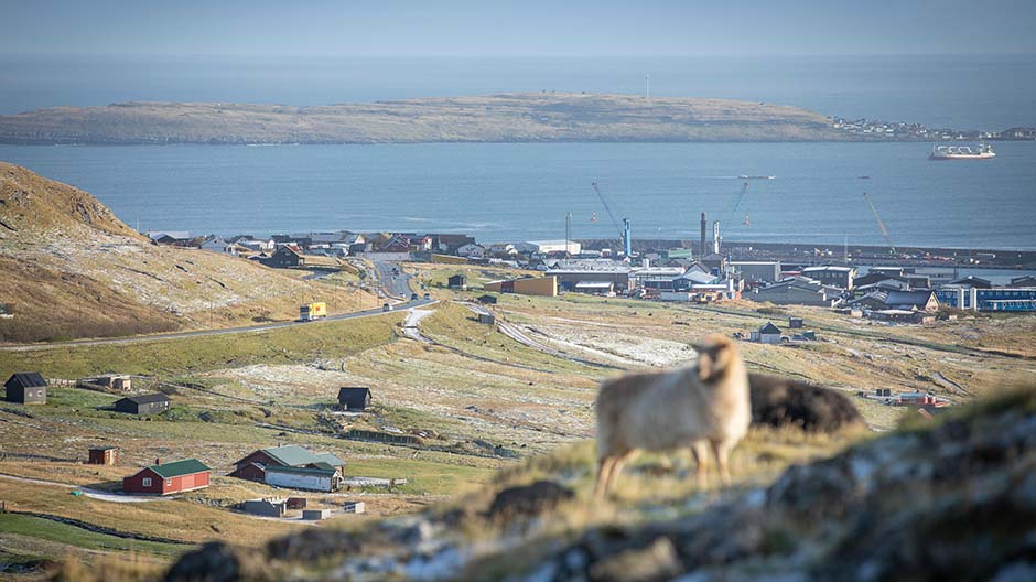 City, country, sheep: the capital city of Tórshavn is protected in a bay in the south-west of the island – surrounded by steep mountains and lots of sheep pastures.
