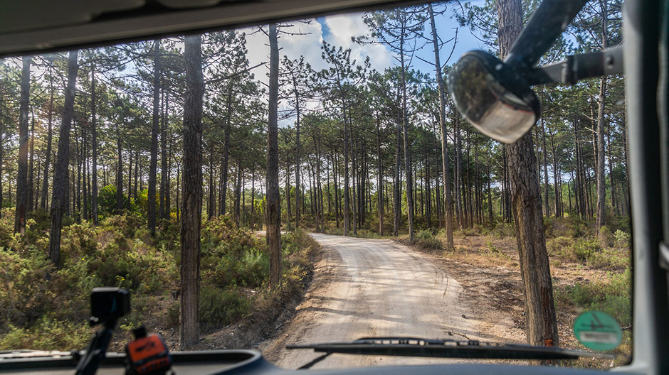 Drive along sandy tracks through pine forests to the beach.