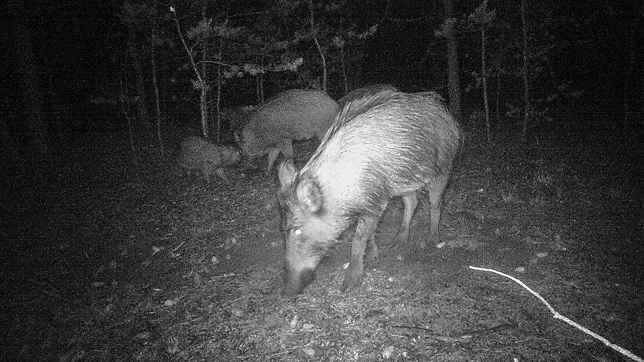 Overnight in the Polish desert, it’s not uncommon to be visited by wild boars.