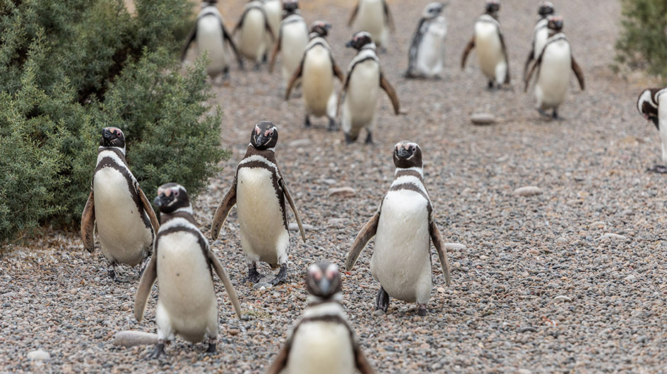 Tierische Nachbarschaft fernab menschlicher Siedlungen: An Argentiniens rauer Küste leben Magellan-Pinguine und Guanakos einträchtig nebeneinander.
