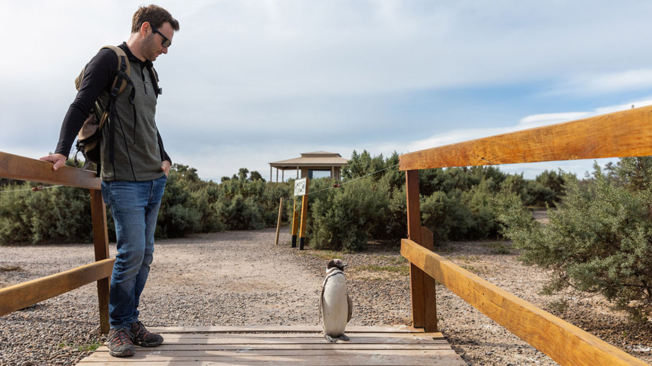 Animal neighbourhood far away from human settlements: On Argentina’s rugged coast, Magellanic penguins and guanacos live happily side by side.