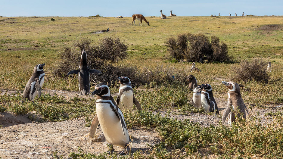Animal neighbourhood far away from human settlements: On Argentina’s rugged coast, Magellanic penguins and guanacos live happily side by side.