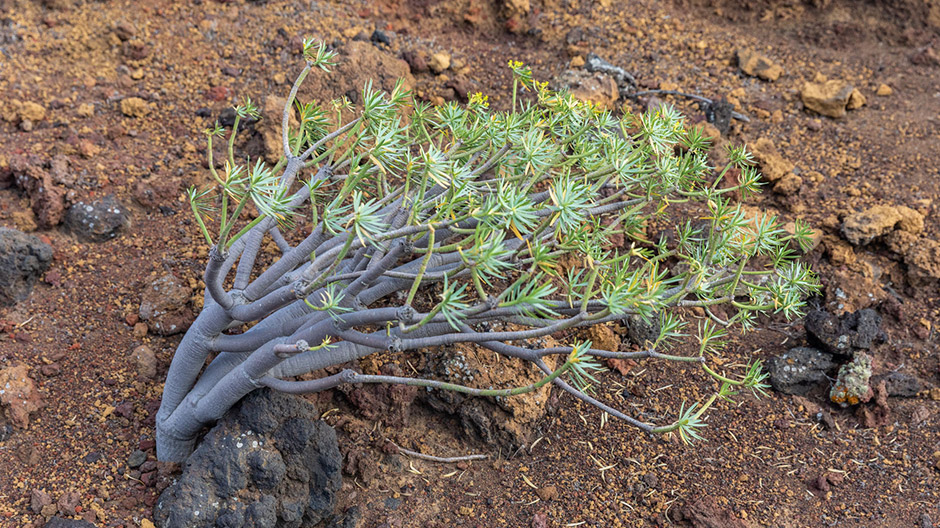 Prime meridian and bizarrely shaped juniper trees: El Hierro has a lot of surprises in store.