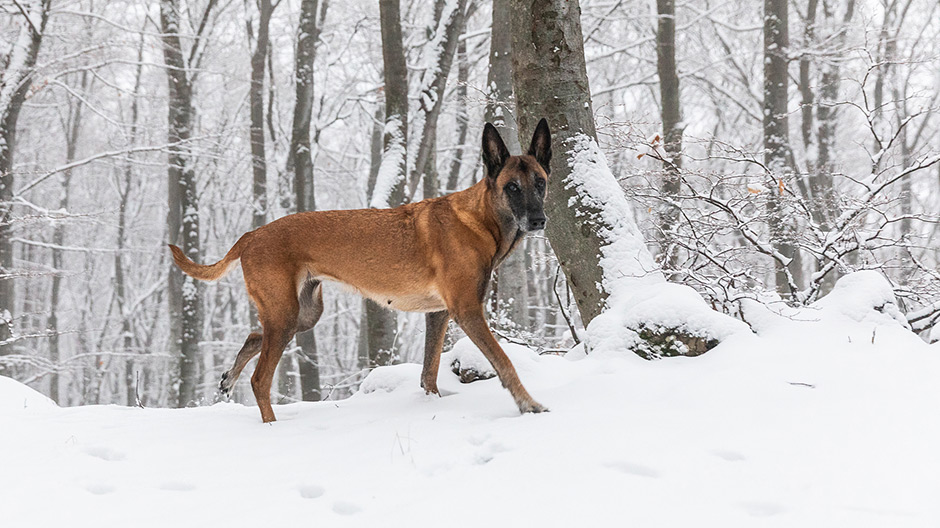 Viimeinkin lunta! Axoria kimmeltävä peite ei hetkauta – ja koiramme Aimée leikkii siinä riemumielin.