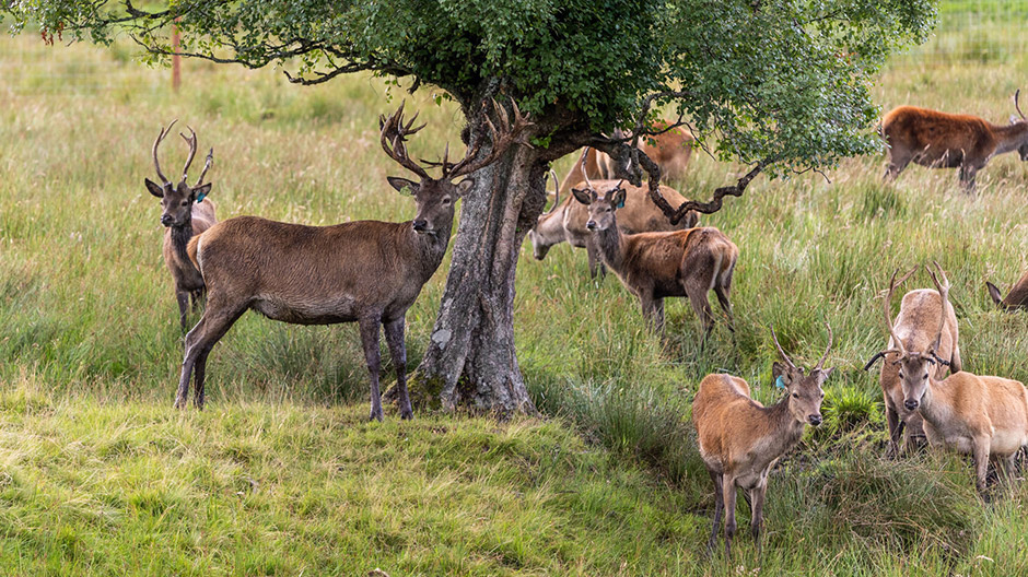 A herd of deer...
