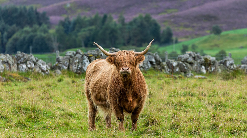 … e i bovini Highland completano le meravigliose tipicità del Paese.