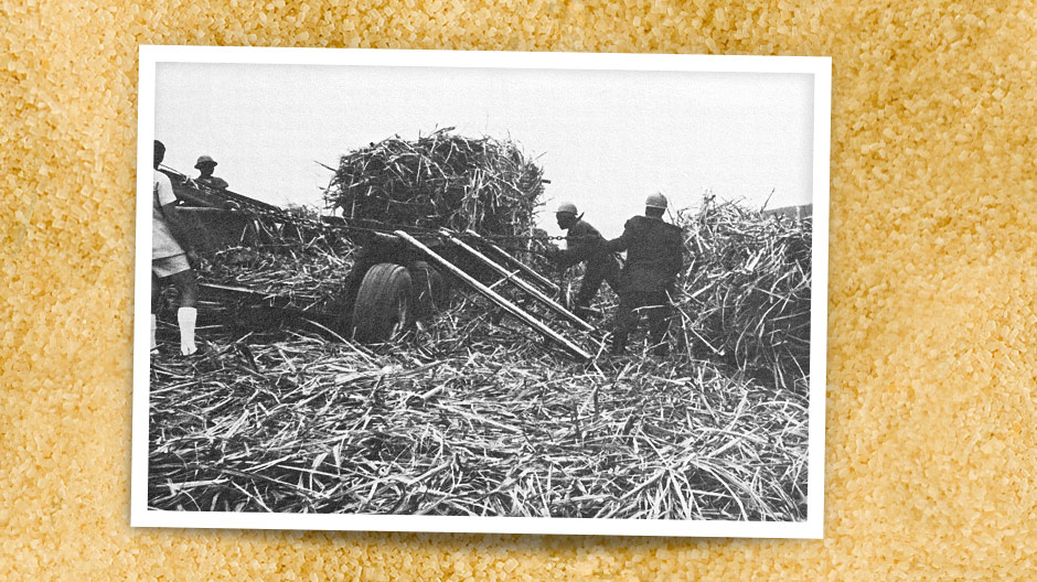 Het suikerriet wordt in bundels van de velden naar de verzamel- of overslagplaatsen gebracht.