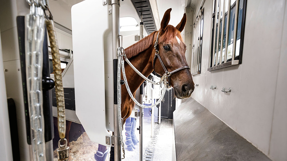 Adequado. As boxes no Horse Truck são adequadas às necessidades dos cavalos. Assim, os cavalos têm sempre luz e ar; não existem arestas vivas.