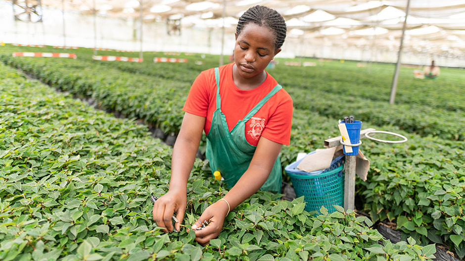 Specialists at work. An employee at Wagagai Farm looks after the poinsettia mother plants. It is from these that the cuttings are obtained in readiness for European nurseries to continue cultivating them into large and impressive plants.