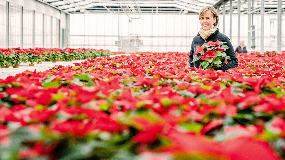 Quatro meses depois. As estacas transformaram-se em mudas e finalmente em poinsétias vermelho-vivo, que Inga Balke criou na sua empresa no norte da Alemanha e que, dia após dia, vende às lojas de flores durante a quadra natalícia.