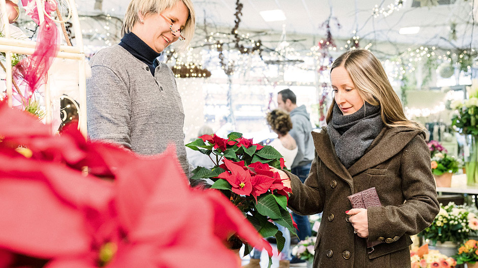 A sales hit. Florist Andrea Biehl from Kaltenkirchen sells dozens of poinsettias on a daily basis to her customers during the Advent period.